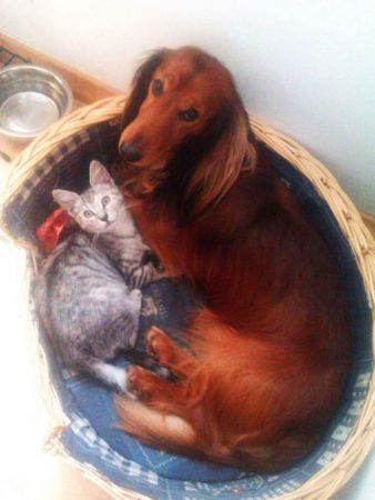 Z kocim przyjacielem w jednym koszyku